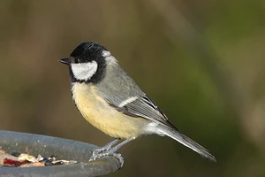 Чем можно кормить птиц и как сделать кормушку своими руками