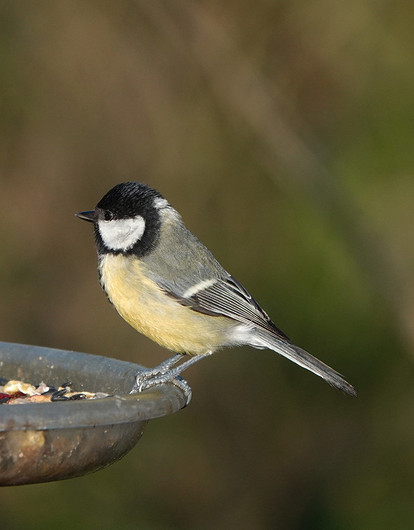 Чем можно кормить птиц и как сделать кормушку своими руками