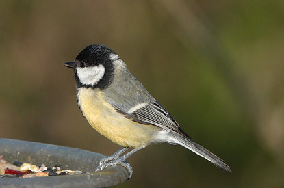 Чем можно кормить птиц и как сделать кормушку своими руками