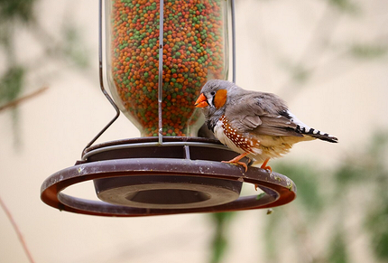 Чем можно кормить птиц и как сделать кормушку своими руками