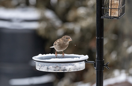 Чем можно кормить птиц и как сделать кормушку своими руками