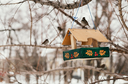 Чем можно кормить птиц и как сделать кормушку своими руками