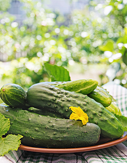 Как вырастить рассаду огурцов, чтобы получить богатый урожай