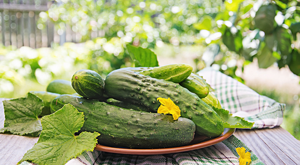 Как вырастить рассаду огурцов, чтобы получить богатый урожай