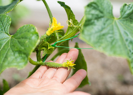 Как вырастить рассаду огурцов, чтобы получить богатый урожай