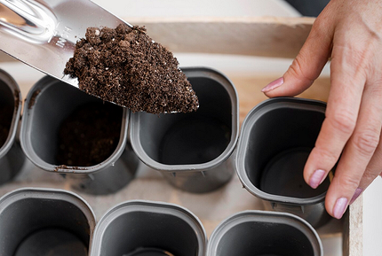 Как вырастить рассаду огурцов, чтобы получить богатый урожай