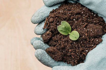 Как вырастить рассаду огурцов, чтобы получить богатый урожай