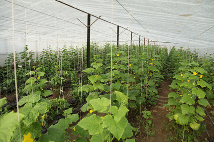 Как вырастить рассаду огурцов, чтобы получить богатый урожай