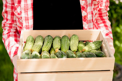 Как вырастить рассаду огурцов, чтобы получить богатый урожай