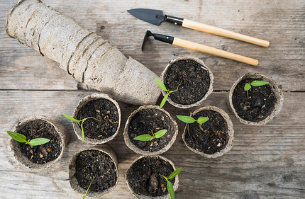 Как вырастить рассаду огурцов, чтобы получить богатый урожай