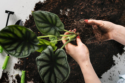 Белые жучки в земле комнатных растений: виды вредителей и способы борьбы с ними