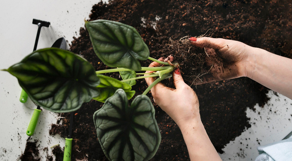 Белые жучки в земле комнатных растений: виды вредителей и способы борьбы с ними