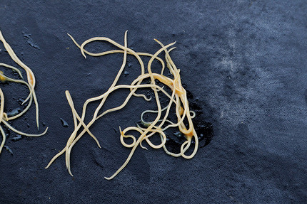 Белые жучки в земле комнатных растений: виды вредителей и способы борьбы с ними