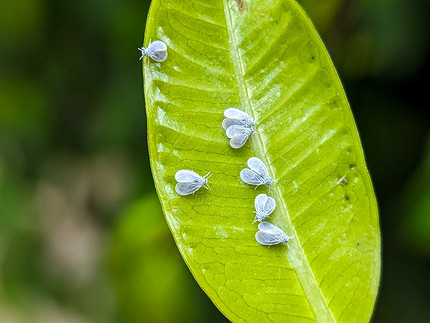 Белые жучки в земле комнатных растений: виды вредителей и способы борьбы с ними