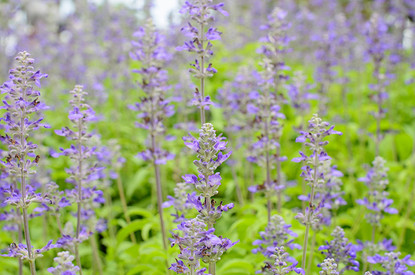 Шалфей: польза, применение и возможный вред для здоровья