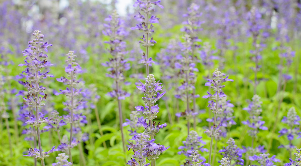 Шалфей: польза, применение и возможный вред для здоровья