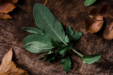 Шалфей: польза, применение и возможный вред для здоровья