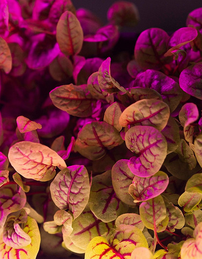 Какую фитолампу выбрать для рассады: 8 советов