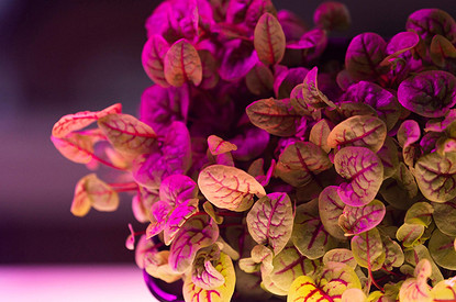 Какую фитолампу выбрать для рассады: 8 советов