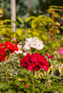 Как обустроить сад и огород красиво: 14 лучших идей