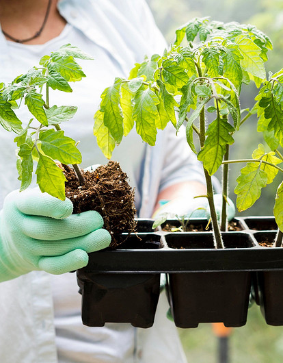 Чем поливать рассаду, чтобы получить хороший урожай