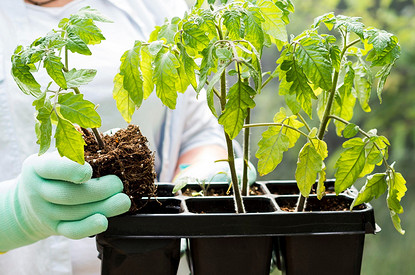 Чем поливать рассаду, чтобы получить хороший урожай
