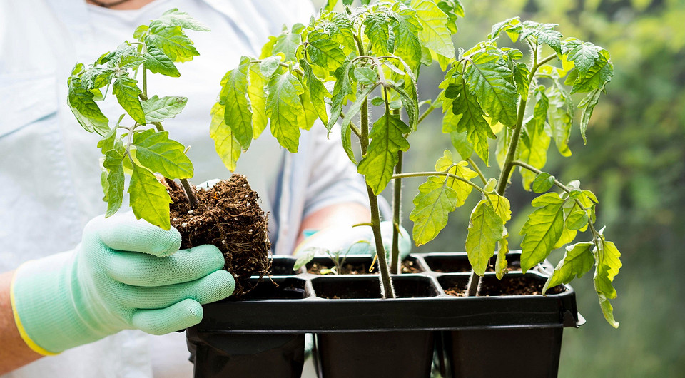 Чем поливать рассаду, чтобы получить хороший урожай