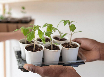 Чем поливать рассаду, чтобы получить хороший урожай