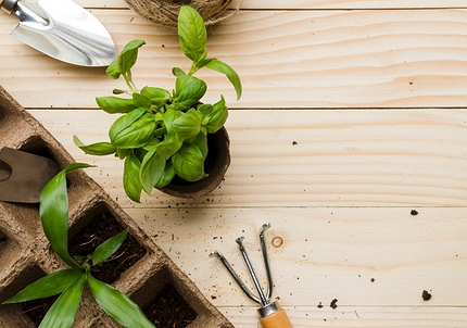 Чем поливать рассаду, чтобы получить хороший урожай