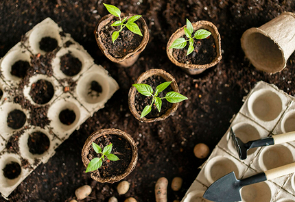 Чем поливать рассаду, чтобы получить хороший урожай