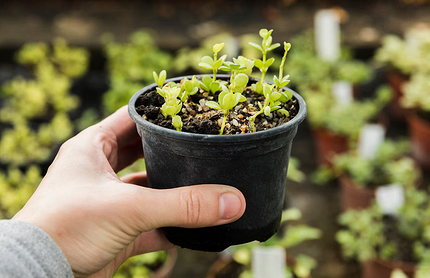 Чем поливать рассаду, чтобы получить хороший урожай