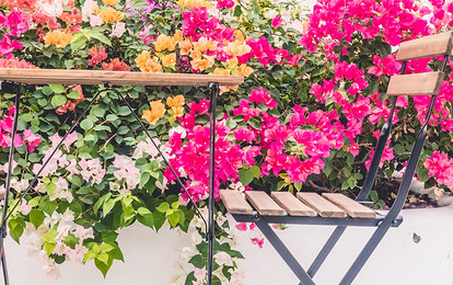 Какие цветы посадить на балконе: 15 видов, которые будут радовать все лето