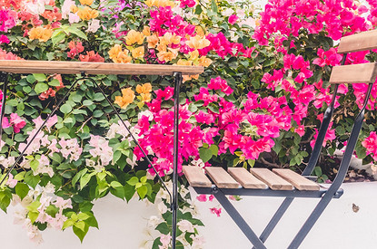 Какие цветы посадить на балконе: 15 видов, которые будут радовать все лето