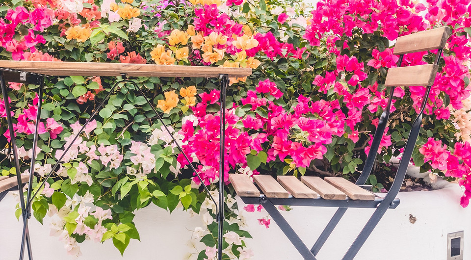 Какие цветы посадить на балконе: 15 видов, которые будут радовать все лето