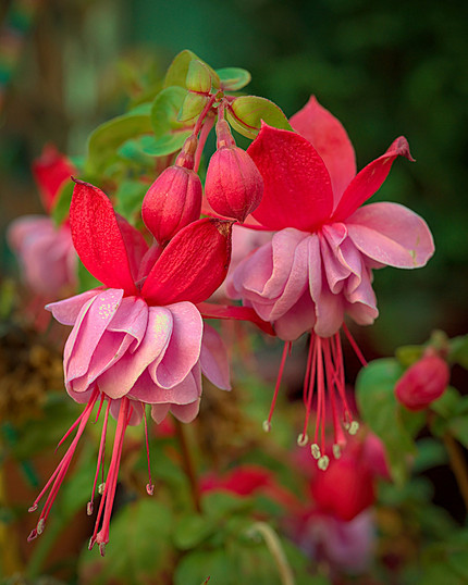 Какие цветы посадить на балконе: 15 видов, которые будут радовать все лето
