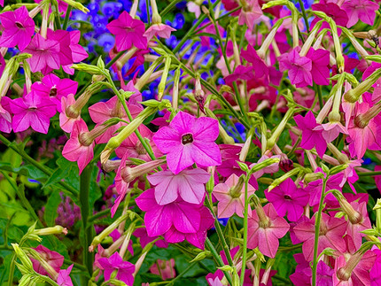 Какие цветы посадить на балконе: 15 видов, которые будут радовать все лето