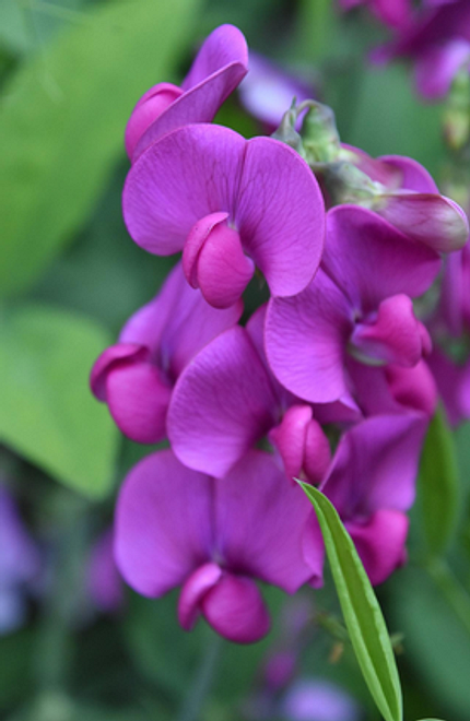 Какие цветы посадить на балконе: 15 видов, которые будут радовать все лето