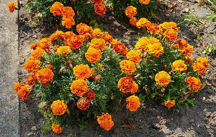 Какие цветы посадить на балконе: 15 видов, которые будут радовать все лето