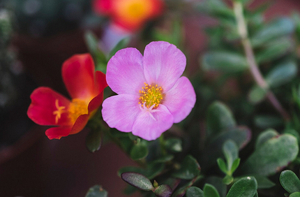 Какие цветы посадить на балконе: 15 видов, которые будут радовать все лето