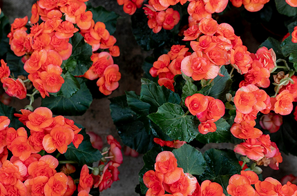 Какие цветы посадить на балконе: 15 видов, которые будут радовать все лето