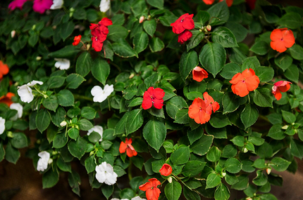 Какие цветы посадить на балконе: 15 видов, которые будут радовать все лето