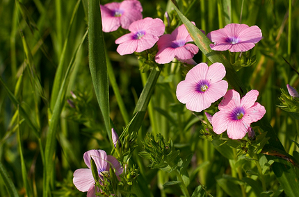 Какие цветы посадить на балконе: 15 видов, которые будут радовать все лето