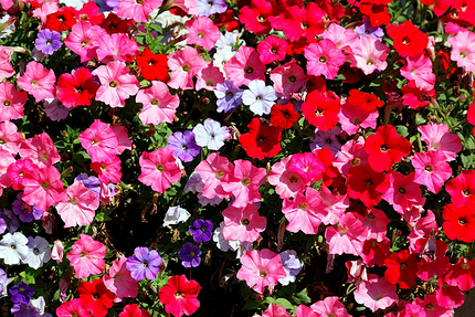 Какие цветы посадить на балконе: 15 видов, которые будут радовать все лето