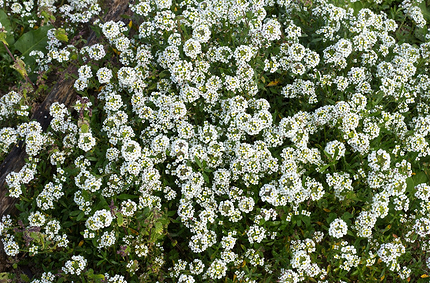 Какие цветы посадить на балконе: 15 видов, которые будут радовать все лето