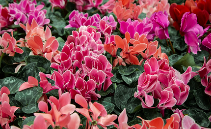 Какие цветы посадить на балконе: 15 видов, которые будут радовать все лето