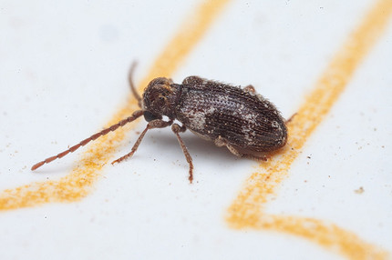 Жуки в муке и крупе: почему заводятся и как от них избавиться