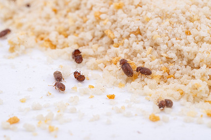 Жуки в муке и крупе: почему заводятся и как от них избавиться