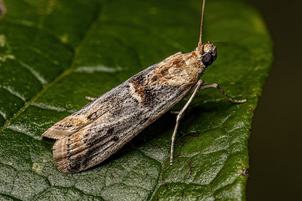 Жуки в муке и крупе: почему заводятся и как от них избавиться