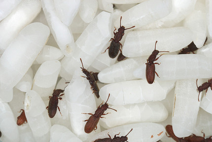 Жуки в муке и крупе: почему заводятся и как от них избавиться