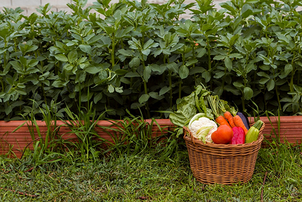 Как сделать высокие грядки своими руками: 6 лучших идей